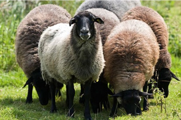 EKO 2-säikeinen Carnabatian- karstavillalanka - Image 7